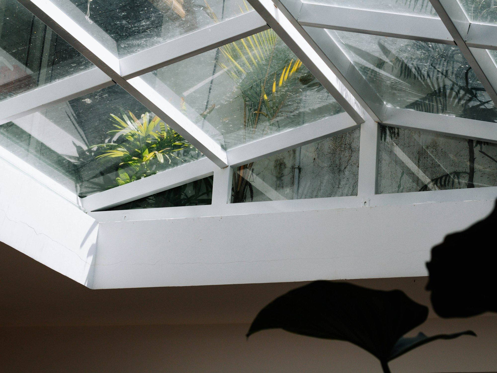 Interior skylight window with tropical-looking plants and shadowed décor.